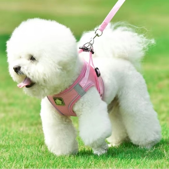 For Maltese Puppy Best Harness For Maltipoo HARNESS AND LEASH